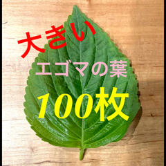 韓国産　えごまの葉　100枚セット