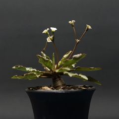 "Euphorbia fish bone" ユーフォルビア フィッシュスケール 管理2261