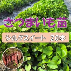 さつまいも苗　シルクスイート　20本