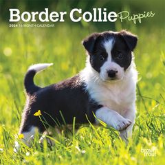 【輸入版】2024年 子犬のボーダー・コリー ミニ カレンダー / ブラウントラウト  (Border Collie Puppies)