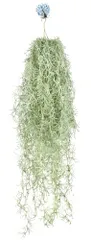 新品 Kugusa エアプランツ エアープランツ 造花 フェイクグリーン 壁掛け 吊り下げ 人工 観葉植物 インテリア 装飾 (スパニッシュモス大)