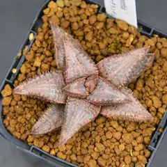 『BP』ハオルチア シルバータランチュラ