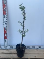強い山椒苗 /スーパー朝倉山椒5号接木苗・強健台木