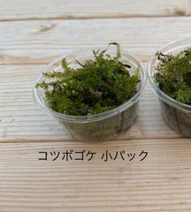 栽培ものコツボゴケ 小パック 有福MOSS