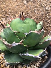 酉 5pm.twcaudex プラスチック鉢 - メルカリ