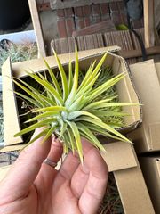 【数量限定】イオナンタ・アルビノ エアプランツ　チランジアのサムネイル
