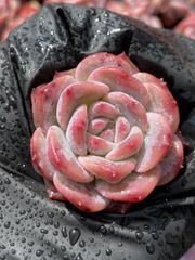 多肉植物 エケベリア 苺クリームベリー 抜き苗 1株 多肉植物 愛