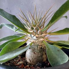 パキポディウム ナマクアナム　光堂　実生