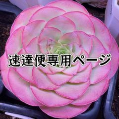速達便専用ページ❣️