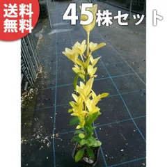 2025年最新】黄金マサキの人気アイテム - メルカリ