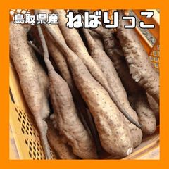 【鳥取県産】ねばりっこ 1kg とりたて ながいも とろろ ねばり コンパクト
