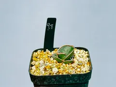 2025年最新】サンスベリア ロリダの人気アイテム - メルカリ