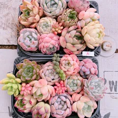 多肉植物 寄せ植えset×2pack＋バニラシフォン♡A
