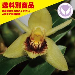 洋蘭 Coel fimbriata