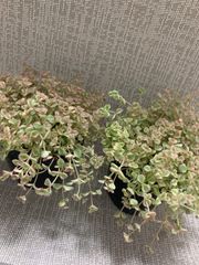 リトルミッシー　クラッスラ　多肉　セダム　多肉植物　3号