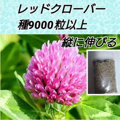 2024年最新】ホワイトクローバー 種の人気アイテム - メルカリ