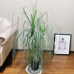 最大5万円OFFクーポン! トックリラン ノリナ 高さ80cm以上❢ 塊根約