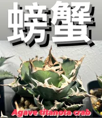 2024年最新】AGAVE_ZEROの人気アイテム - メルカリ