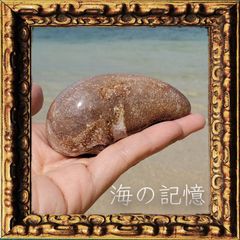 クジラ石9（耳石・インナーイヤー・化石）（ノースカロライナ産）
