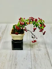 ピラカンサ　[根上がり半懸崖]　小品盆栽 ピラカンサ [根上がり半懸崖] 小品盆栽