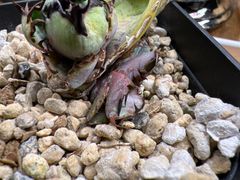 アガベ　BB錦　ブルーダイヤモンド