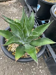 アガベ　ローガンカルフォーン② アガベ サルミアナ・フェロックス ”ローガン・カルホーン