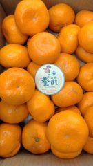 三ケ日みかん『誉れ』 2Lサイズ  3.5㎏