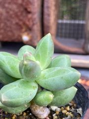 パキフィツム♡コンパクツム 2号ポット