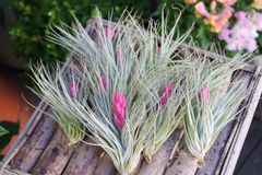 チランジア　【花付きコットンキャンディ×１０】　エアプランツ　Tillandsia エアープランツ