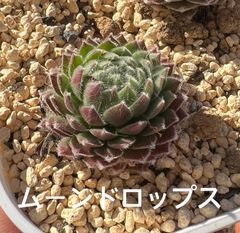 センペルビウム♡ムーンドロップス