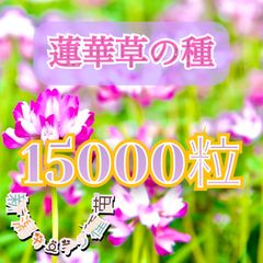 蓮華草の種