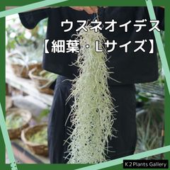 ほとんど枯れ無し【細葉のウスネオイデス】Lサイズ （６０ｇ、６０ｃｍ程度）スパニッシュモス　チランジア　エアプランツ