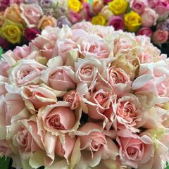 短め‼️ バラ 切り花・生花　エレガントドレス（淡いピンク色）20㎝　60本 産地直販❗️鮮度抜群❗️ 薔薇　花束