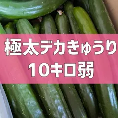 メンダコ　熊本県産　訳ありきゅうり　箱込み約１０キロ 訳ありきゅうり 10kg : 山本商店ヤフー店 - 通販 - Yahoo