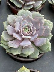 C780　花火　105苗セット　多肉　土根付き　エケベリア　サボテン　韓国苗 花火 鮮やかな105苗セット 土と根付き 多肉植物 エケベリア 韓国