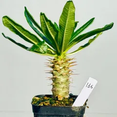 アンボンゲンセ　セット販売　発根済み パキポディウムアンボンゲンセ | STORES