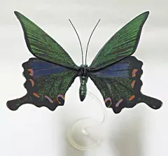 カラス・ミヤマカラス　アゲハセット ミヤマカラスアゲハ／ペアセット , タグ「set」 , 蝶の標本 販売