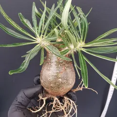 2025年最新】ベアルート グラキリスの人気アイテム - メルカリ