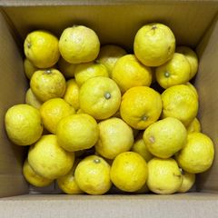 ［訳あり］国産ゆず　柚子　約2kg(48個～12個)　福岡県産　人の手を加えず自然のままに育った柚子　訳あり　種子は化粧水に