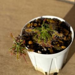 安い食虫植物 ピグミードロセラの通販商品を比較 | ショッピング情報のオークファン