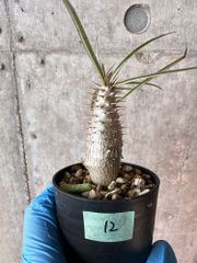 【現品限り】パキポディウム・グラキリス【A12】 Pachypodium gracilius【植物】塊根植物 夏型 コーデックス