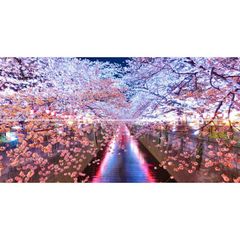 絵画風 壁紙ポスター (はがせるシール式) 【特大上下2枚仕様】-地球の撮り方- 輝く川面、東京都目黒川の夜桜ライトアップ さくら《写真家/糸氏雄一郎》 キャラクロ C-ZJP-007X1W (パノラマX版 2210mm×576mm×2枚)＜日本製＞