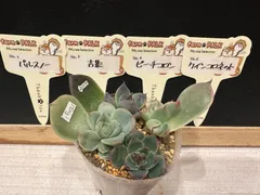 2025年最新】ファームパルクさん苗の人気アイテム - メルカリ