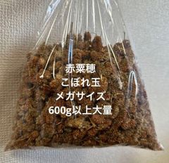 小鳥のおやつ　　赤粟穂　こぼれ玉　600g以上