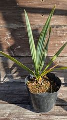 オニサバルヤシ 小苗 サバル - メルカリ