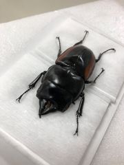 昆虫標本★マライタ島産ハスタートノコギリ♂56ミリ