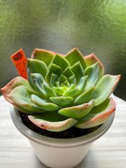 【多肉植物】アップルグレイス　韓国苗　エケベリア