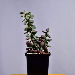 3Q2 実生 ケラリア・ピグマエア Ceraria pygmaea コーデックス 塊根植物 2.5号鉢 ケラリアピグマエア