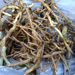 2025年最新】みょうが茎の人気アイテム - メルカリ