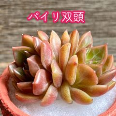 ☆多肉植物 ディープレッド エケベリア 韓国苗☆ - メルカリ